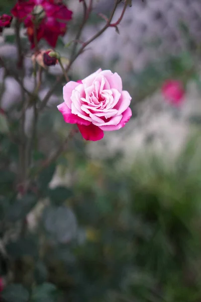 Belle Rose Rose Dans Nature — Photo