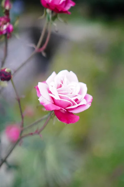 Mooie Roze Roos Natuur — Stockfoto