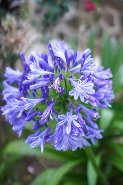 Agapanthus praecox, blue lily flower, close up. African lily or Lily of the Nile is popular garden plant in Amaryllidaceae family