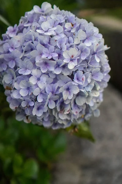 Primer Plano Hortensia Púrpura Hydrangea Macrophylla Floreciendo Primavera Verano Jardín —  Fotos de Stock