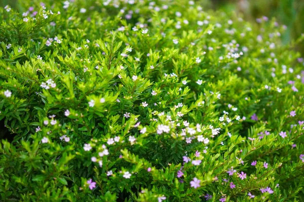 小さな紫色の花を持つ美しい緑の低木 偽のヘザーまたはエルフィンハーブの花 メキシコのヒースの小さな紫色の花 Cuphea Hyssofifolia — ストック写真