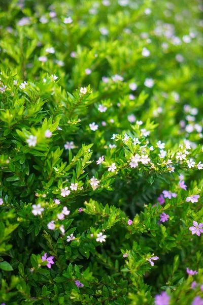Hermoso Arbusto Verde Con Pequeñas Flores Púrpuras Falso Brezo Flor —  Fotos de Stock