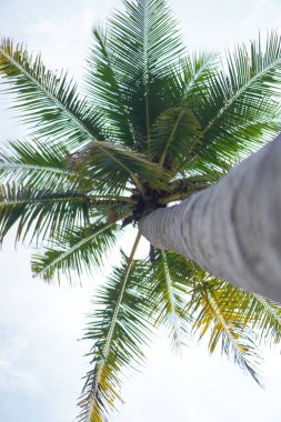Hindistan cevizi palmiye ağaçları aşağıdan ve gökyüzü arkaplanından perspektif görünümlü