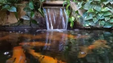 Doğal taştan ve yeşillikten yapılmış şelale içinde balıkların yüzdüğü küçük bir gölet.