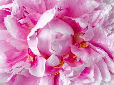 Pink delicate peony flower heart. Tender summer flower close up. Natural environment design wallpaper or screensaver for screen. Heart of peony head. Detailed, close up, floral pink background. 