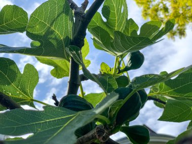 Ripening fig fruits on the tree. Figs On The Branch Of A Fig Tree. Blue sky on a background