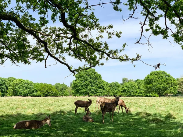 Herd Deers Park London Natural Parkland Countryside Back Nature High — 图库照片