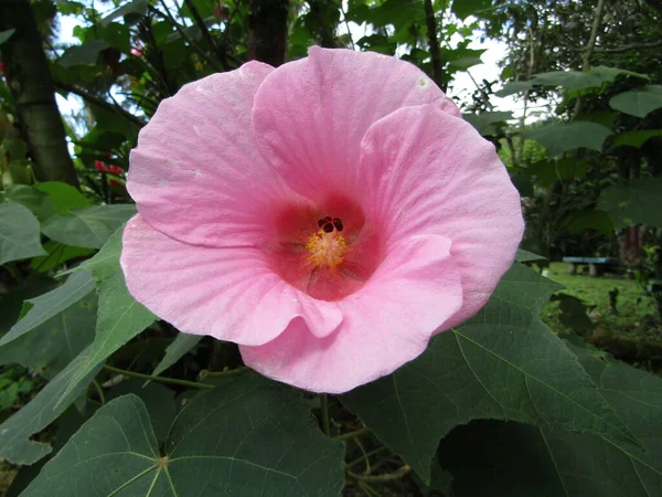 Schöne Rosa Blume Garten — Stockfoto