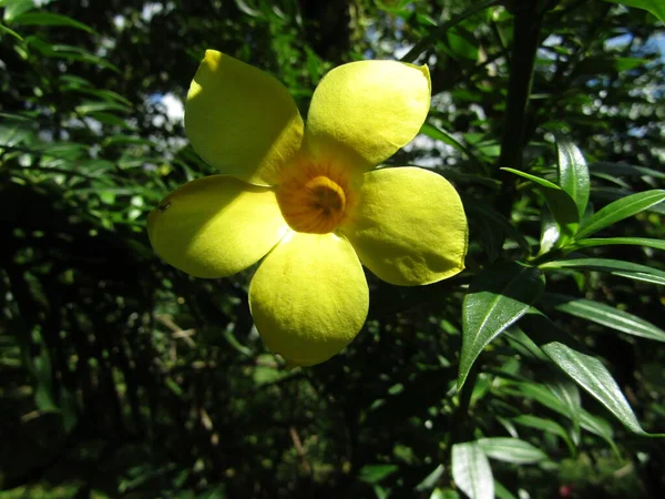 Planta Verde Jardín — Foto de Stock