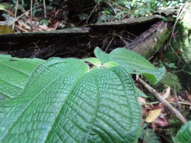 yeşil yapraklar ve bir ağaç