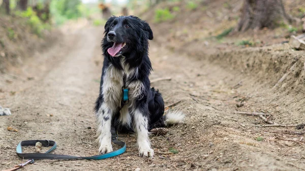 Ormanda oturan köpeğin portresi, Sınır Kolie