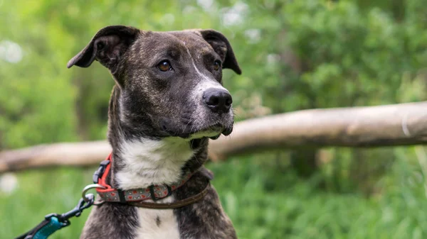 Ormanda oturan köpeğin portresi, Sınır Kolie