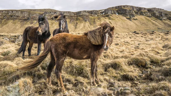İzlanda 'nın kuzeyindeki Atlar