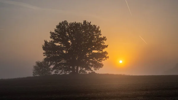 Sonbaharda büyük meşe ağacının yanında gün doğumu.