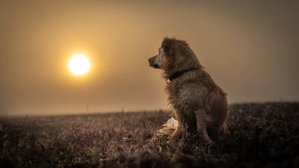 Kleiner Hund Blickt Auf Den Herbstlichen Sonnenaufgang — Stockfoto