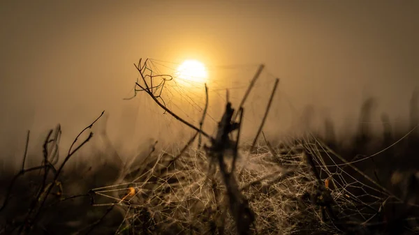 Tarlada uzanan örümcek ağlarıyla şafak sökerken.