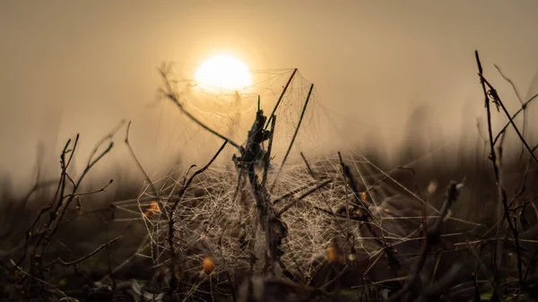 Tarlada uzanan örümcek ağlarıyla şafak sökerken.