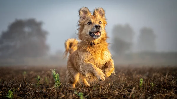 Mutlu küçük köpek sonbahar tarlasında koşuyor.