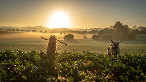 En iyi köpek arkadaşlar gün doğumunda tarlada koşar..