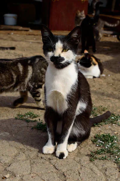 Poor Cats Odessa City Private Shelter Lost Abandoned Cats Due — 스톡 사진