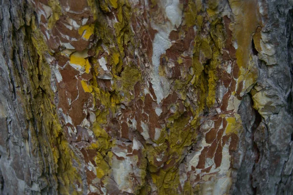 Extraordinary Colored Tree Bark Background Macro Picture High Quality Photo — Stockfoto