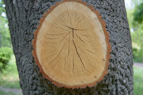 Saw Cut Texture Oak Tree Deep Pattern Macro Photo Background — Fotografia de Stock