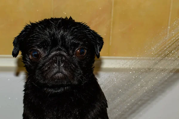 Cute little black pug in the bath taking shower. Wet dog. Water drips. High quality photo