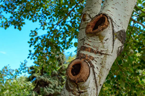 Textur Eines Alten Baumes Makro Hintergrundbild Hochwertiges Foto — Stockfoto