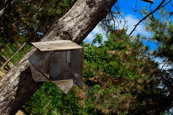 公園内の木に取り付けられた木製のバードハウスやフィーダー そうだ 高品質の写真 — ストック写真