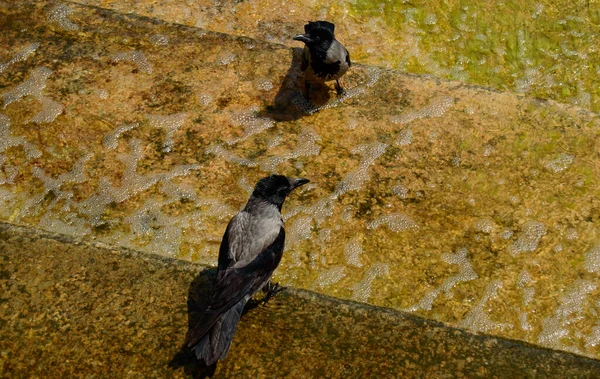 Two Crows Sitting Water Cleaning Wings Because Very Hot Summer — Stock Photo, Image