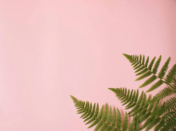 Creative layout made of natural, green fern leaves on pastel pink background. Flat lay. Minimal concept.
