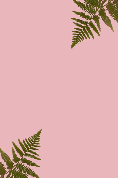 Minimal nature layout with green leaves and pastel pink background. Flat lay concept.