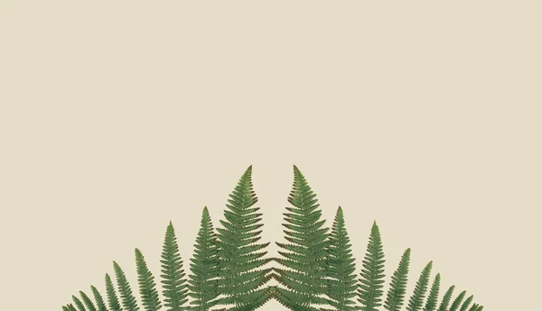 Beautiful concept of green branches and leaves. Flat lay, natural, minimal composition.