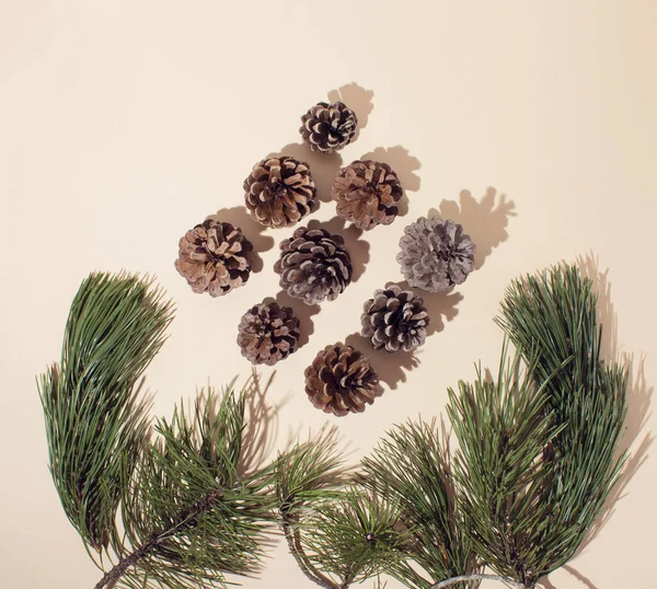 Noel ağacının dalları ve kozalakları için yaratıcı bir düzenleme. Kış düzlüğü.