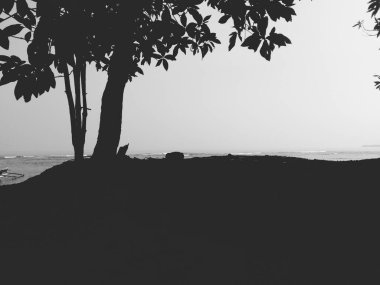 Denizdeki kumsalın siyah beyaz fotoğrafı.