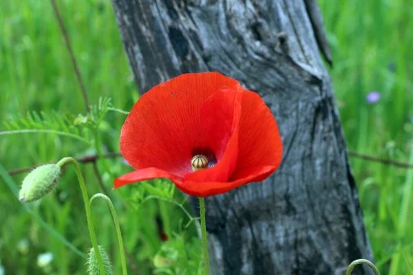 red poppy flower with green background