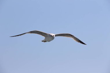 Mavi gökyüzüne doğru uçan martı