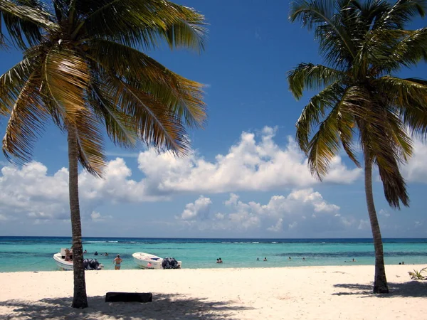 Palmiye ağaçları ve mavi gökyüzü olan güzel tropikal plaj