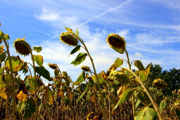Sarı ayçiçeği tarlası bulutlu mavi gökyüzünün arka planına karşı. Ayçiçeklerine yakın çekim