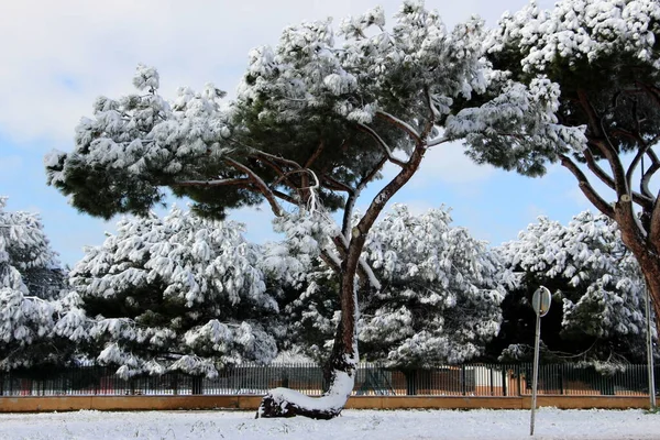 Όμορφο Τοπίο Δέντρα Και Χιόνι — Φωτογραφία Αρχείου