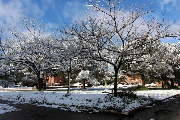 Ağaçlı ve karlı güzel bir manzara.
