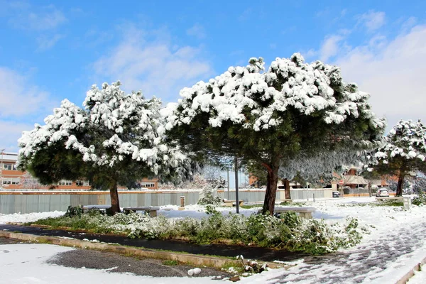 Ağaçlı ve karlı güzel bir manzara.