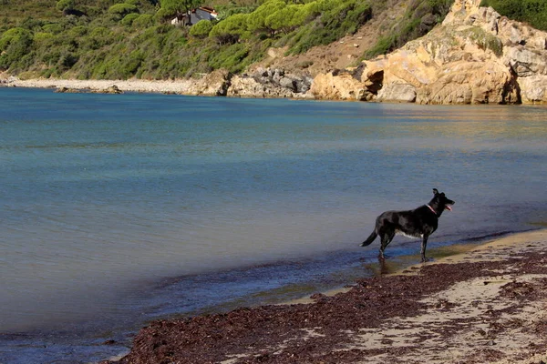 Elba island beautiful seascape. beach. nature, travel
