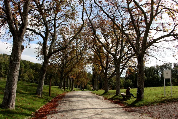 Ağaçlara giden bir ara yolun dikey görüntüsü, yapraklar, sonbahar manzarası, parktaki ağaçlar ve bitkiler, bankta oturan yalnız insan.