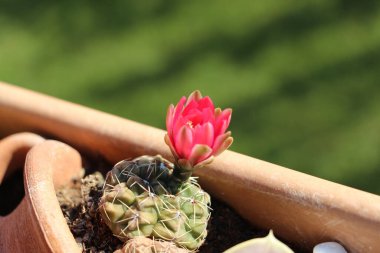 Saksıda pembe çiçekli sulu bitki, dikenli pembe çiçekli sulu bitki.