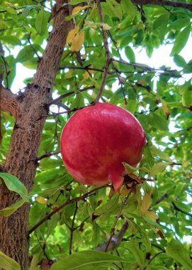Ağaçta kırmızı ve büyük bir nar, dallar ve yeşil yapraklar.