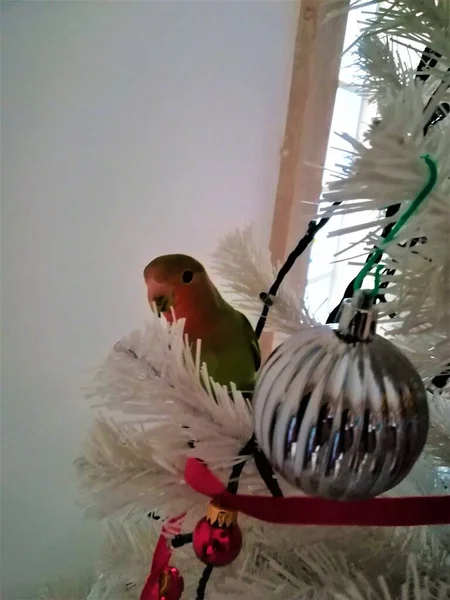 Неразлучный Попугай Влюбленный Попугай Рождественской Елке Рождественскими Украшениями — стоковое фото