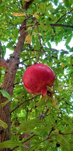 Ağaçta kırmızı ve büyük bir nar, dallar ve yeşil yapraklar.