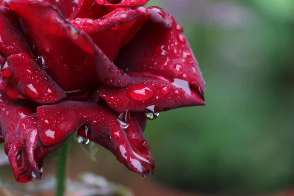 Bahçede güzel kırmızı bir gül, taç yapraklarında yağmur damlaları olan kırmızı bir gül.