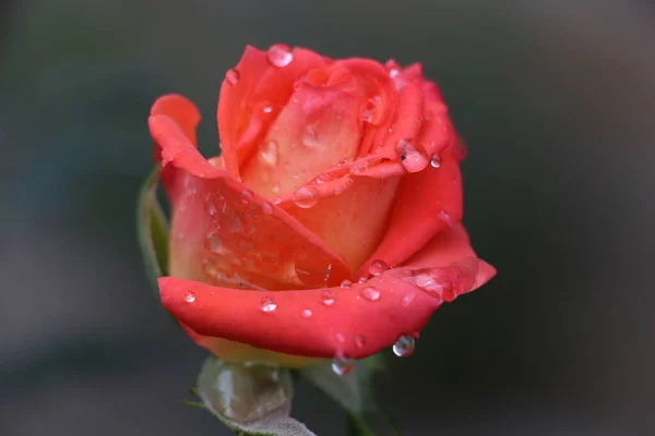 Bella Rosa Arancione Giardino Rosa Con Gocce Pioggia Sui Petali — Foto Stock